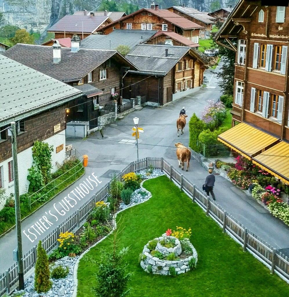 gimmelwald switzerland esthers guesthouse cows