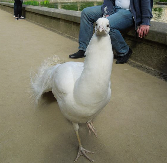 White peacock in Prague, Czech Republic
