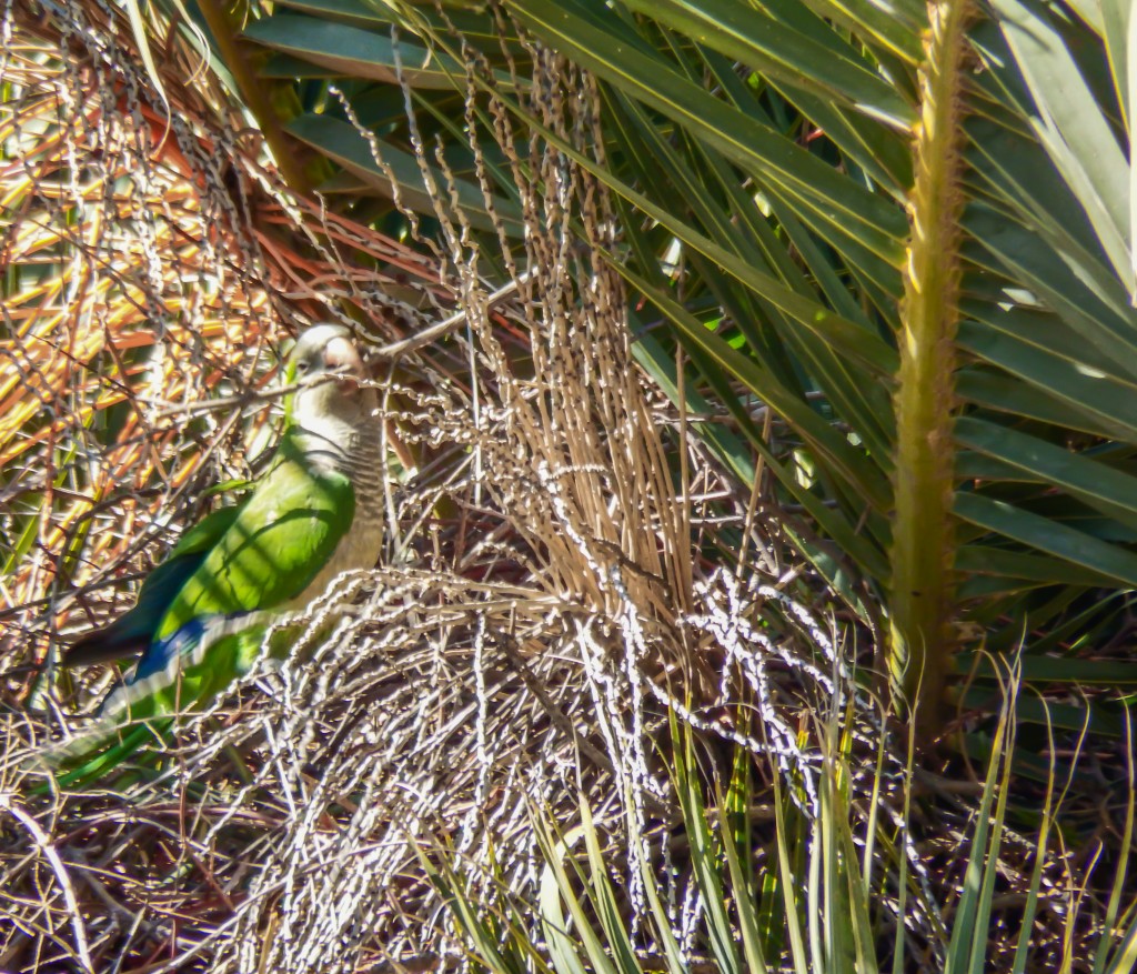 The parrots of Antoni Gaudí's Park Güell in Barcelona, Spain