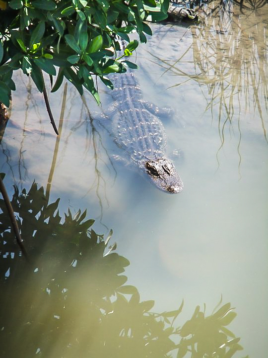 My alligator in Florida