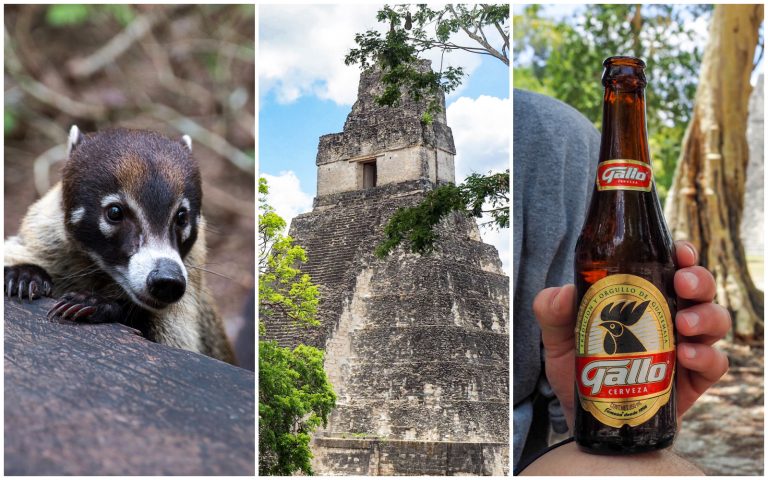 Belize to Tikal Day Trip: Important Tips for Your Guatemala Day Tours | San Ignacio, Belize to Tikal National Park, gallo beer, coatimundis, ancient Maya temples