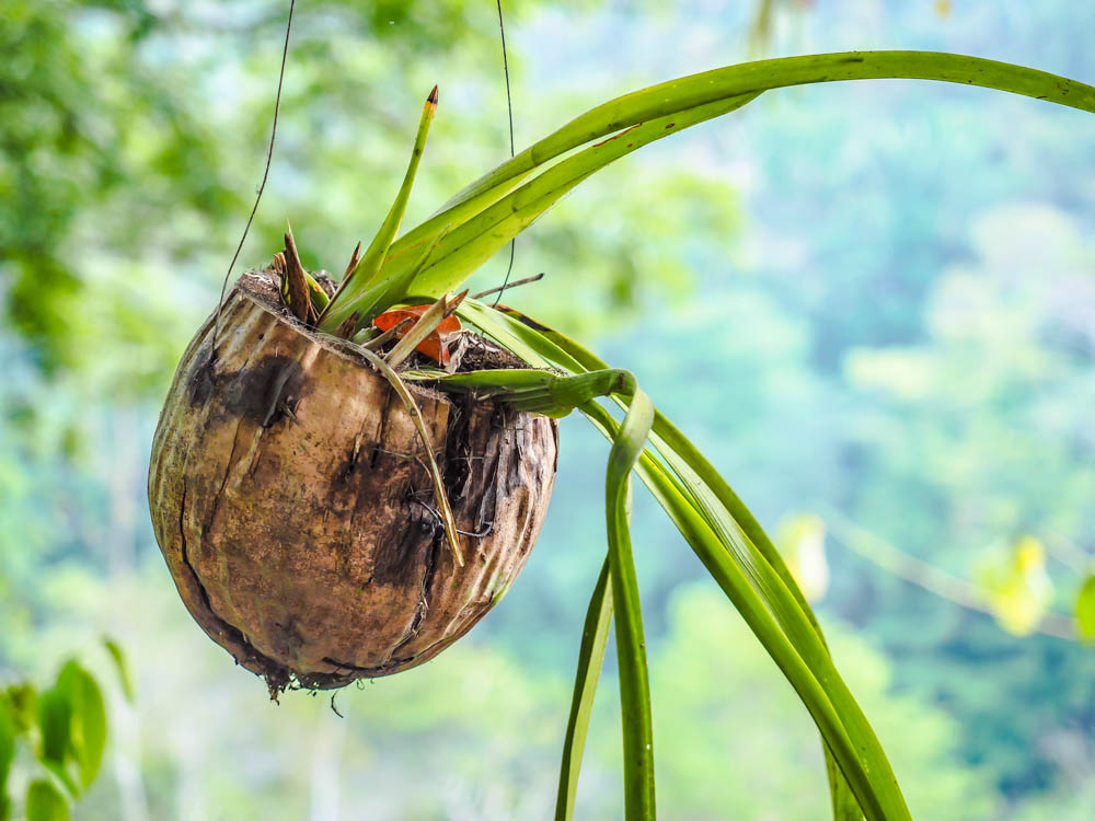 hanging planter made from a coconut at black rock lodge in belize