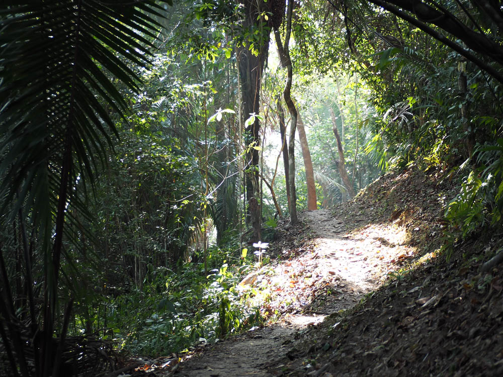 sunlit path in a dark jungle at the black rock lodge in belize