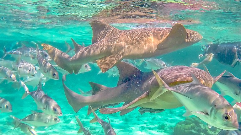 Snorkeling in Caye Caulker Belize with Caveman Snorkeling Tours | Hol Chan Marine Reserve, Shark Ray Alley, manatees, sea turtles, etc.