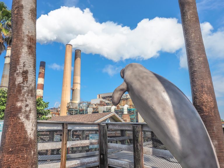 All you need to know about this hidden gem -- the Manatee Viewing Center at the Tampa Electric Company's power plant. See thousands of wild manatees, take a nature walk, and learn about these sweet sea cows in the learning center... all for FREE!