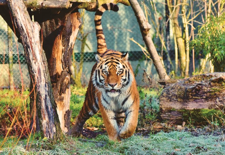 I worked at Big Cat Rescue. Here's What You Need to Know about Tiger King and Travel