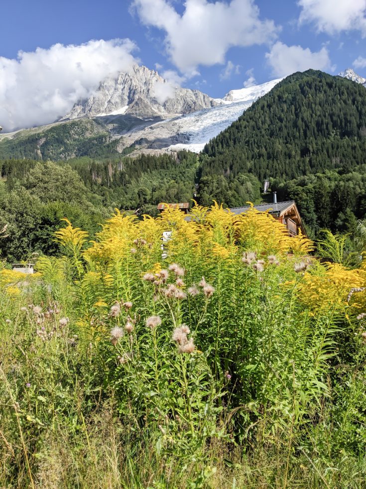 Awesome things to do in Chamonix in the summer: Alpine bucket list / wildflowers