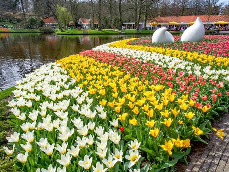 rows of yellow, white, and red flowers next to a lake