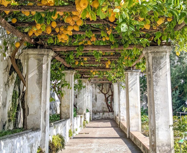 tons of hanging lemons and white columns