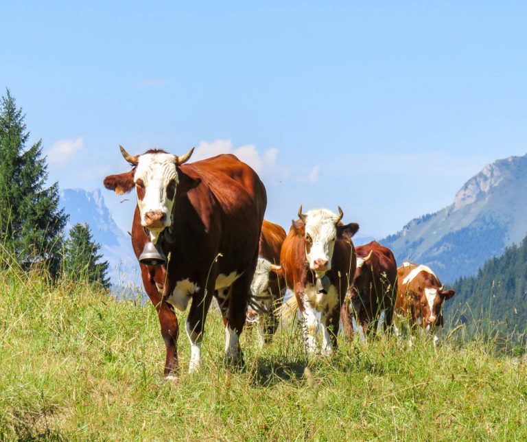 10 Myths About Hiking the Tour du Mont Blanc You Need to Forget Right Now