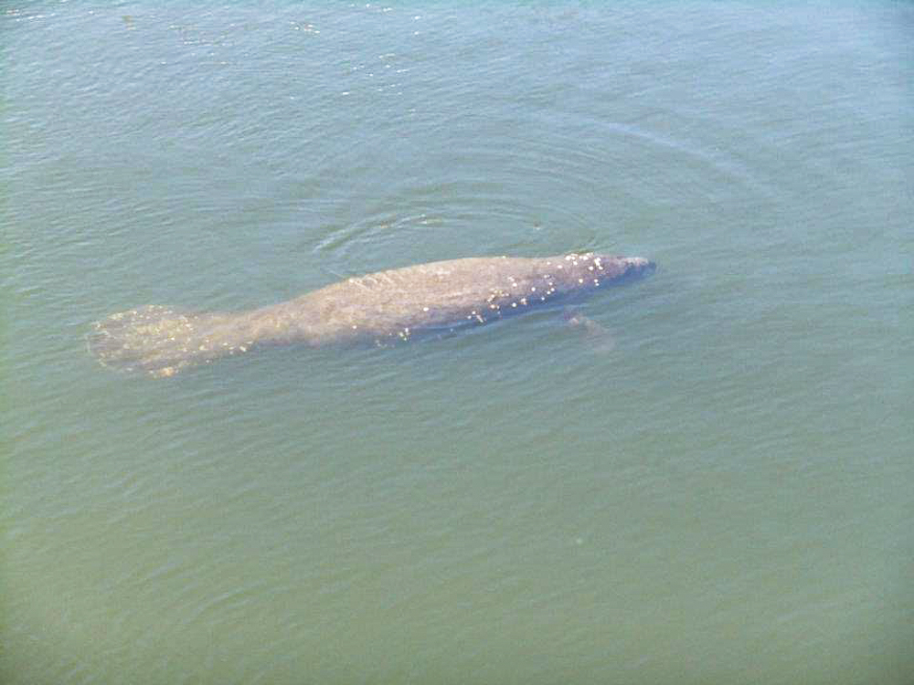 barnacle-covered manatee swimming in some green water